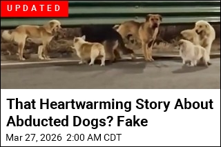 After Abduction, Corgi Leads 7 Dogs on 10-Mile Escape