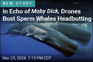 In Rare Footage, Sperm Whales Headbutt for the Camera