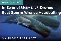 In Rare Footage, Sperm Whales Headbutt for the Camera