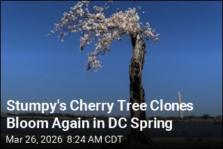 Stumpy's Cherry Tree Clones Bloom Again in DC Spring