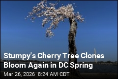 Stumpy's Cherry Tree Clones Bloom Again in DC Spring
