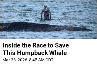 Inside the Race to Save This Humpback Whale