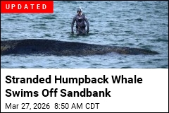 Inside the Race to Save This Humpback Whale