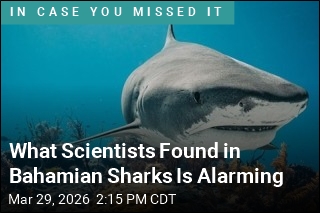 Caffeine, Cocaine Found in Bahamian Sharks