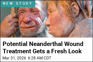 Neanderthals May Have Used Antibiotics