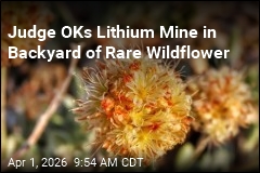 Good News for Lithium Mine, Bad News for Rare Wildflower