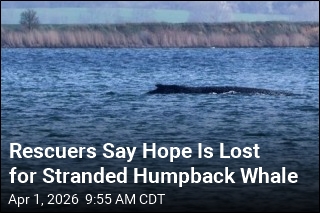 Rescuers Say Hope Is Lost for Stranded Humpback Whale