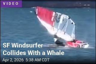 Amid Concern for Gray Whales, Windsurfer Hits One