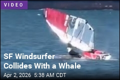 Amid Concern for Gray Whales, Windsurfer Hits One