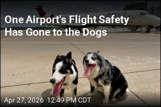 It's a Bird! It's a Dog Chasing Birds to Keep Planes Safe!