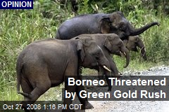 Borneo Threatened by Green Gold Rush