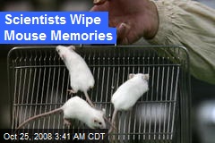 Scientists Wipe Mouse Memories