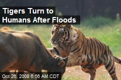 Tigers Turn to Humans After Floods