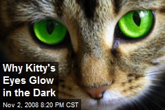 Why Kitty's Eyes Glow in the Dark
