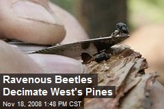 Ravenous Beetles Decimate West's Pines