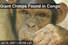 Giant Chimps Found in Congo
