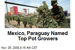 Mexico, Paraguay Named Top Pot Growers