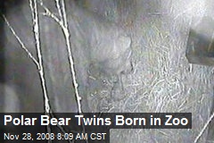 Polar Bear Twins Born in Zoo