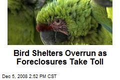 Bird Shelters Overrun as Foreclosures Take Toll