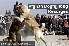 Afghan Dogfighting Resurges