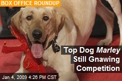 Top Dog Marley Still Gnawing Competition