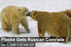 Flocke Gets Russian Comrade