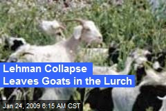 Lehman Collapse Leaves Goats in the Lurch