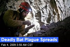 Deadly Bat Plague Spreads