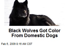 Black Wolves Got Color From Domestic Dogs