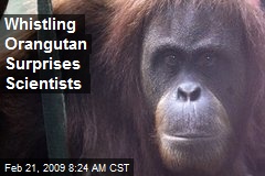 Whistling Orangutan Surprises Scientists