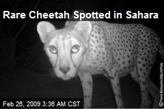 Rare Cheetah Spotted in Sahara