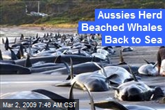 Aussies Herd Beached Whales Back to Sea