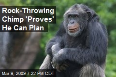Rock-Throwing Chimp 'Proves' He Can Plan