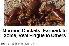 Mormon Crickets: Earmark to Some, Real Plague to Others