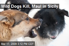 Wild Dogs Kill, Maul in Sicily