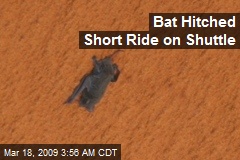Bat Hitched Short Ride on Shuttle