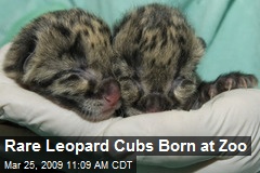 Rare Leopard Cubs Born at Zoo