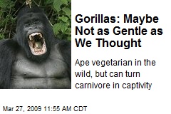 Gorillas: Maybe Not as Gentle as We Thought