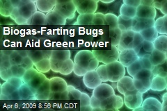 Biogas-Farting Bugs Can Aid Green Power