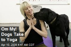 Om My! Dogs Take to Yoga