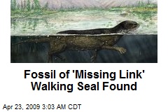 Fossil of 'Missing Link' Walking Seal Found