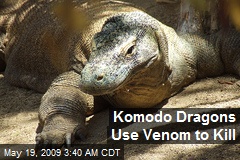 Komodo Dragons Use Venom to Kill