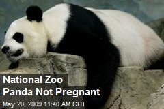 National Zoo Panda Not Pregnant