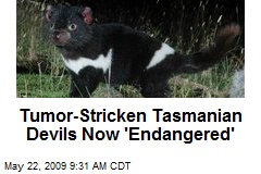 Tumor-Stricken Tasmanian Devils Now 'Endangered'