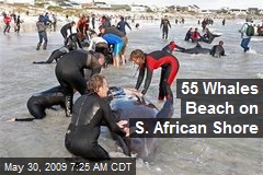 55 Whales Beach on S. African Shore