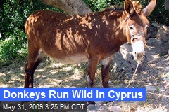 Donkeys Run Wild in Cyprus