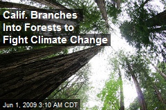 Calif. Branches Into Forests to Fight Climate Change