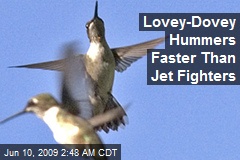 Lovey-Dovey Hummers Faster Than Jet Fighters