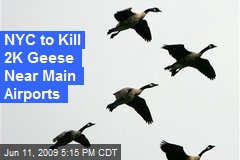 NYC to Kill 2K Geese Near Main Airports