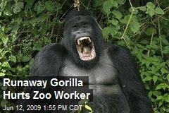 Runaway Gorilla Hurts Zoo Worker
